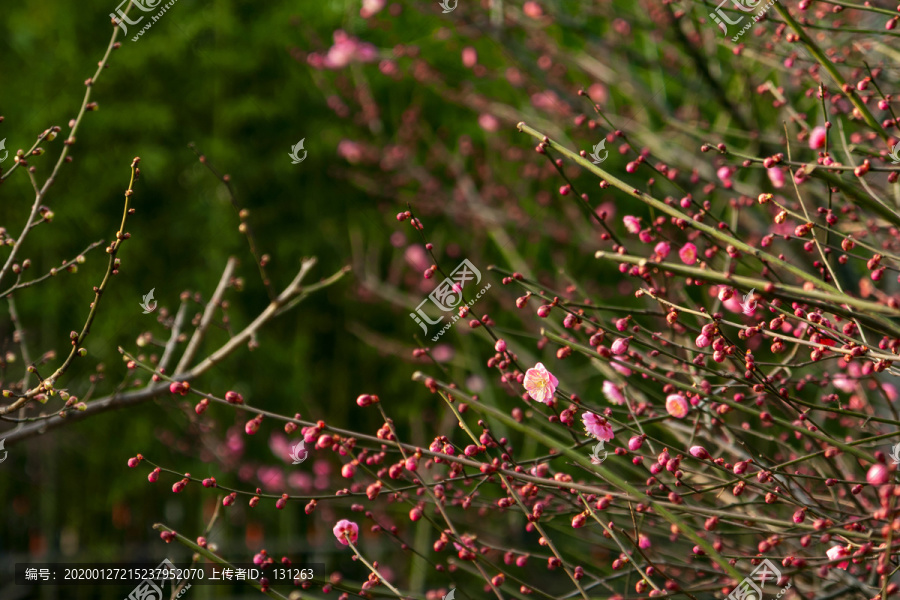 梅花