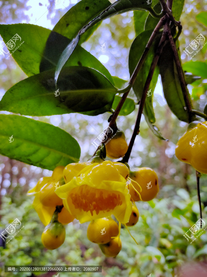 茶族皇后金花茶