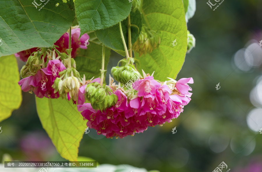 非洲芙蓉