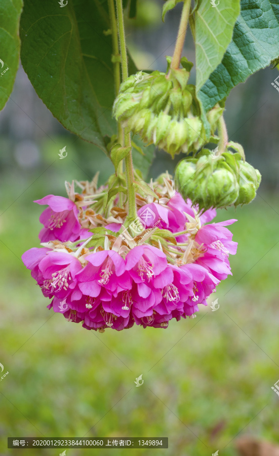 非洲芙蓉