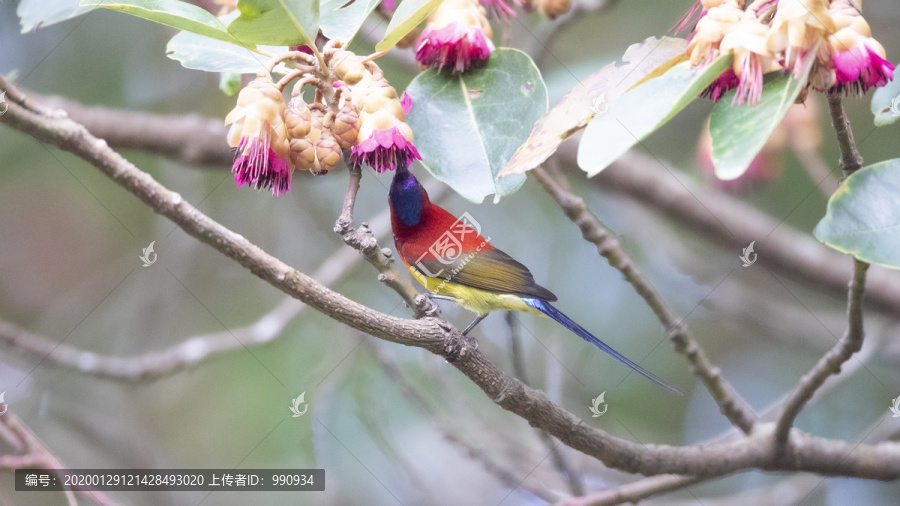 美丽的小鸟