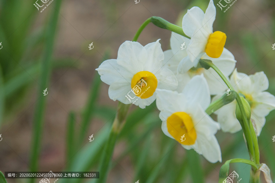 水仙花儿