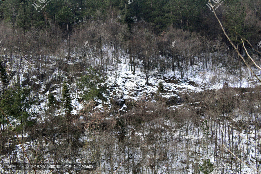 雪林