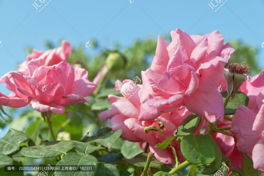 粉色玫瑰花丛