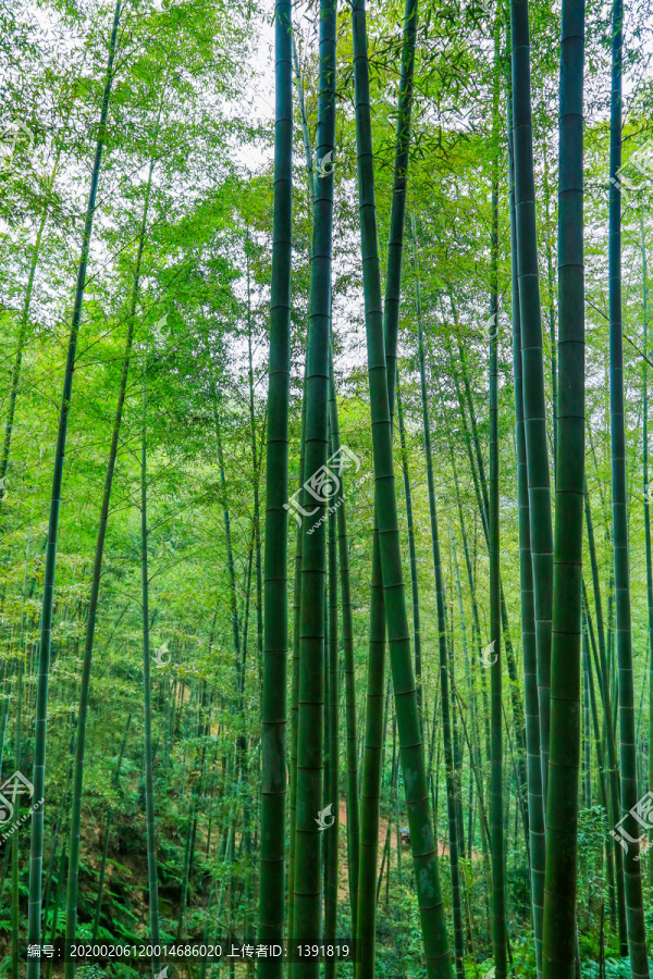 宜宾蜀南竹海