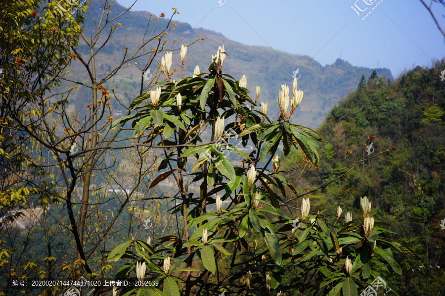 茶山