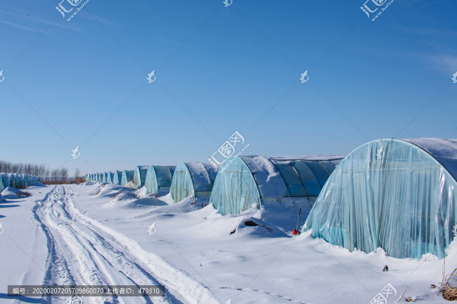 大棚白雪