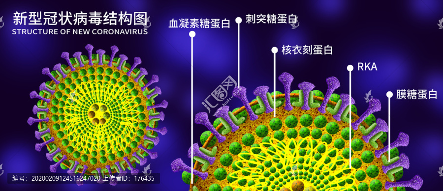 预防冠状病毒结构图