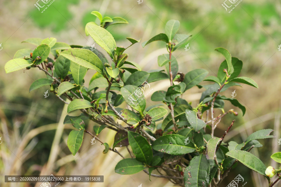 茶树