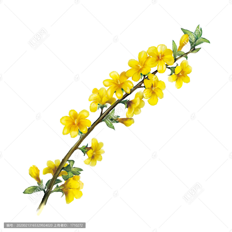 迎春花手繪原創(chuàng)插畫