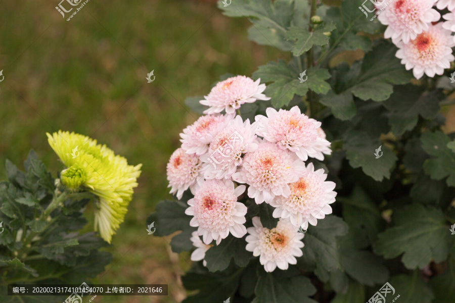 美丽的菊花