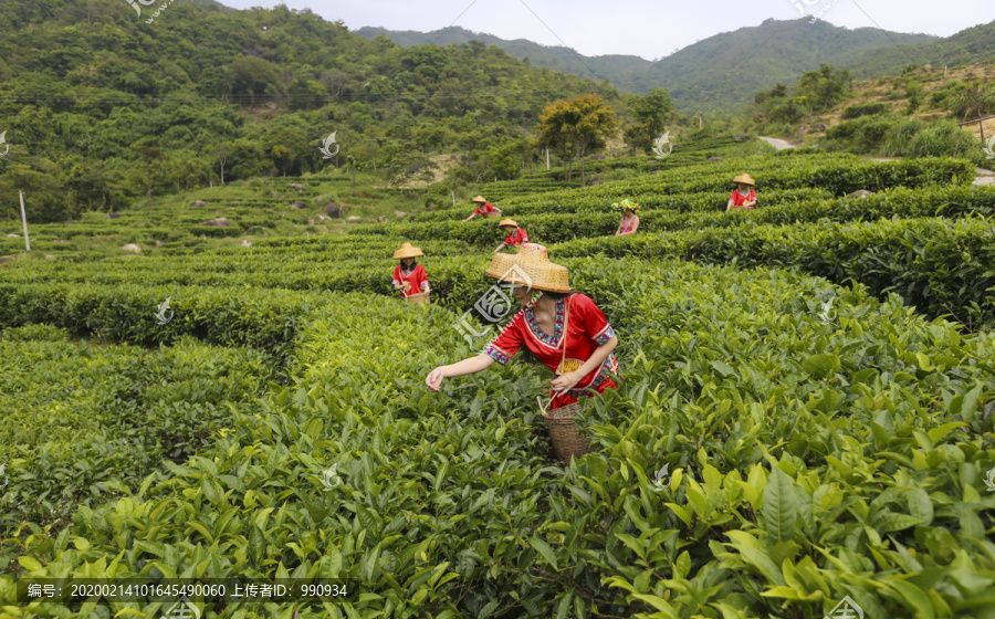 茶叶