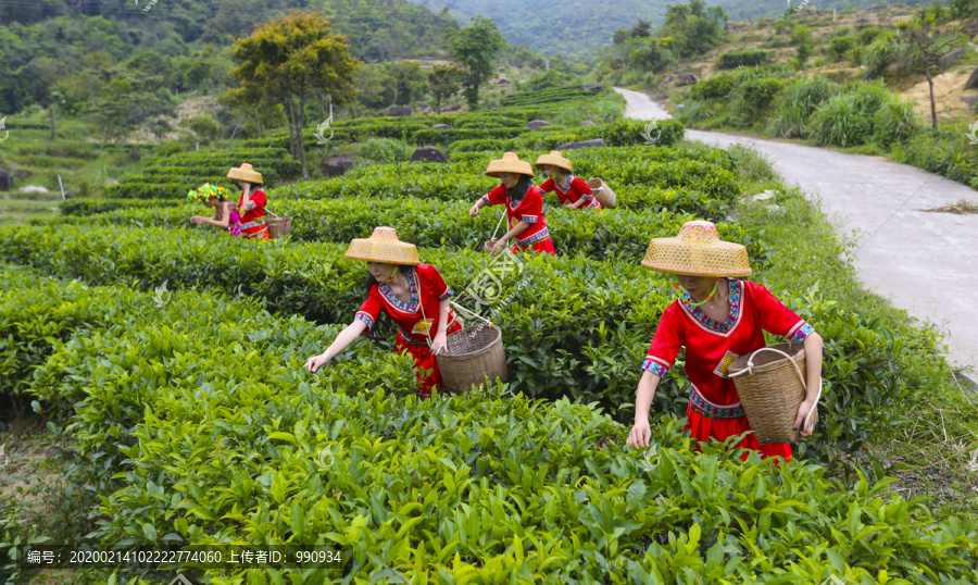 茶叶采摘