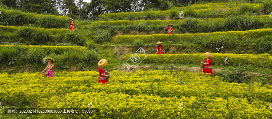 摘茶