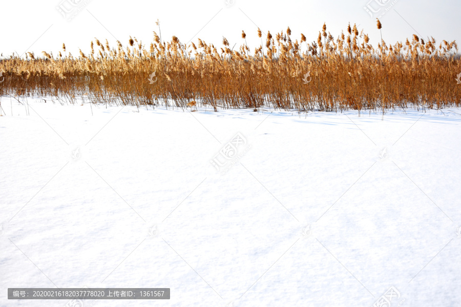 冰天雪地