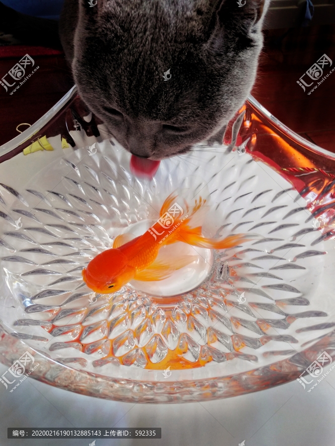 猫与金鱼