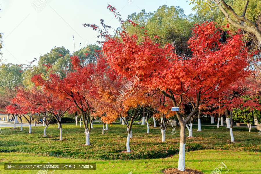 公园红色枫树