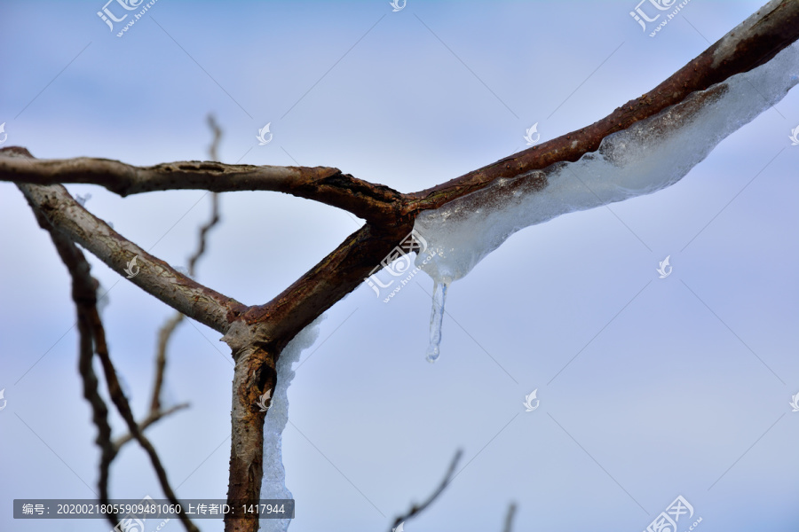 天空树枝冰雪