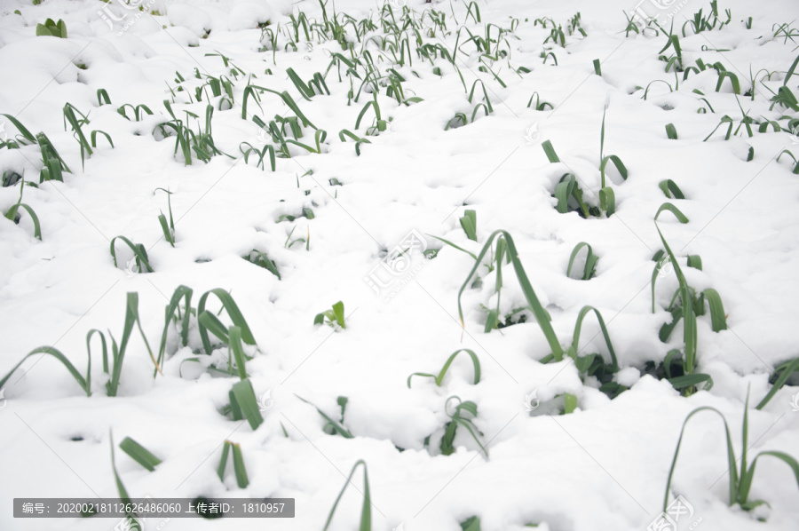 雪地蒜苗