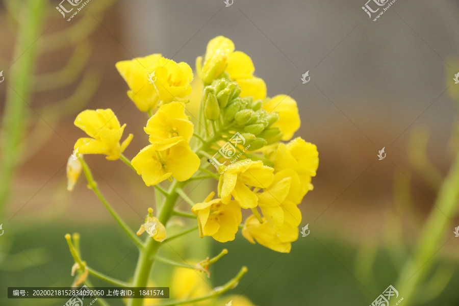 油菜花