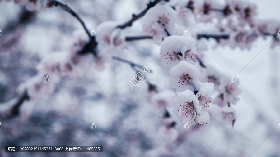 桃花雪