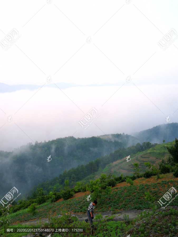 田野