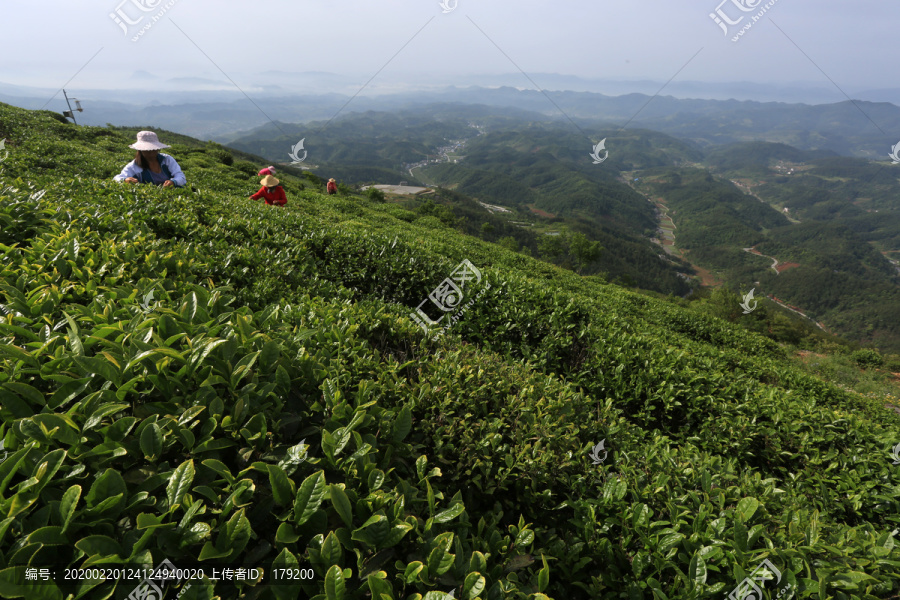 茶园采茶