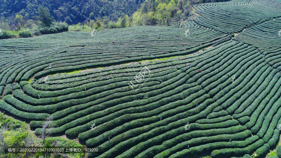 龙王垭茶场航拍茶海