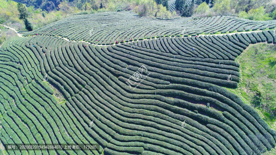 茶园基地全景