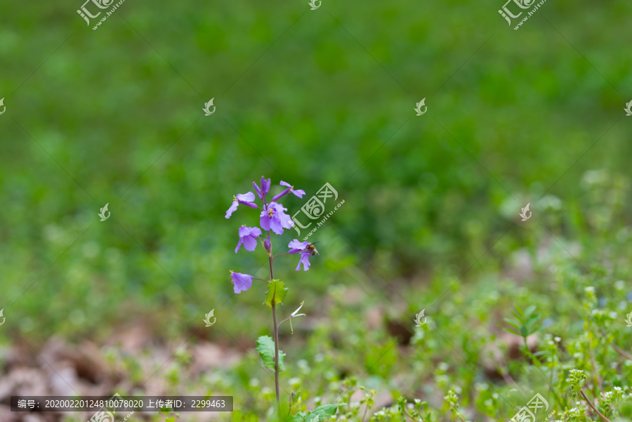 夏季盛开的诸葛菜