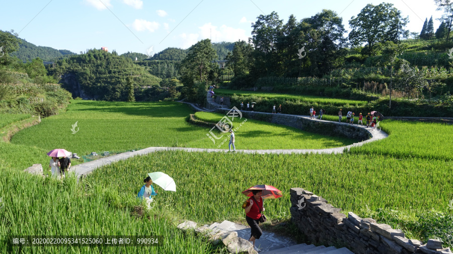 田野