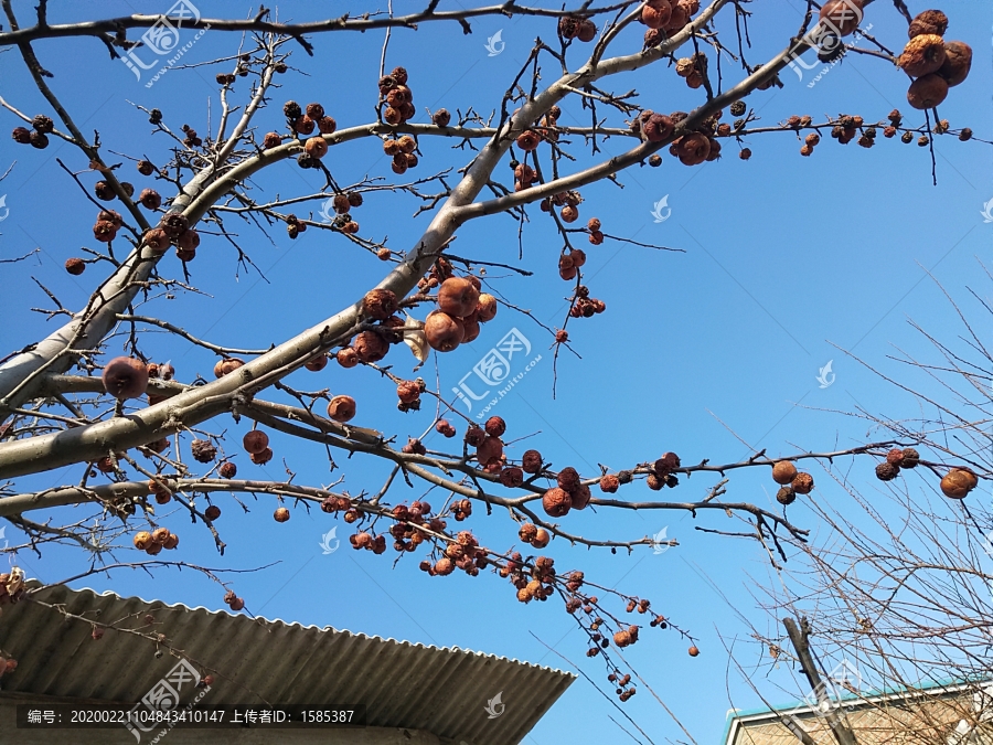 风干果