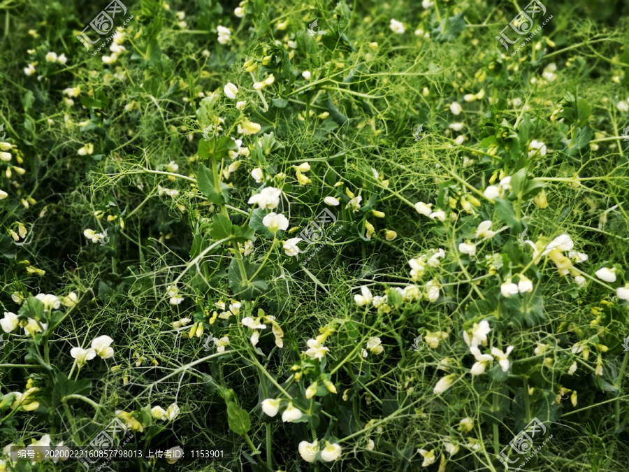 豌豆开花