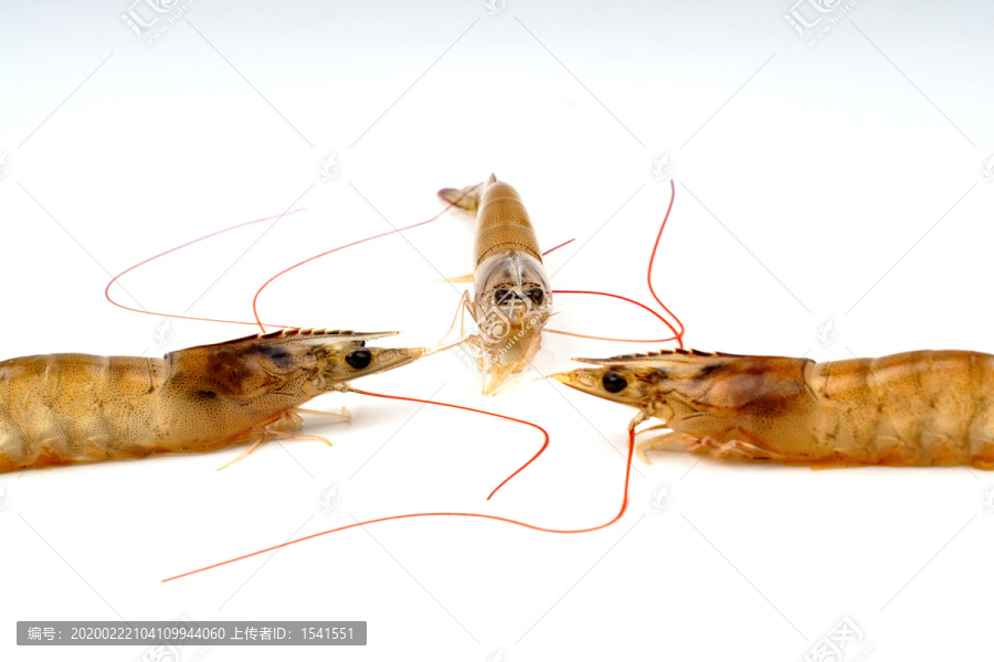 海虾