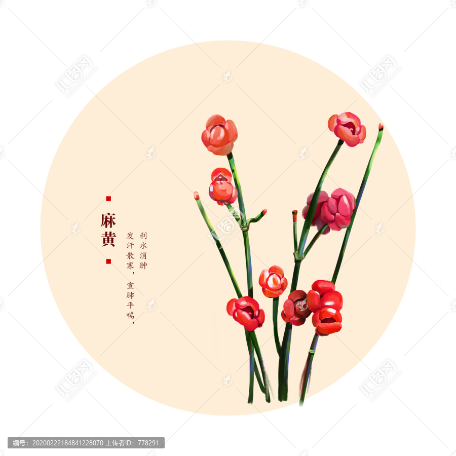 麻黃