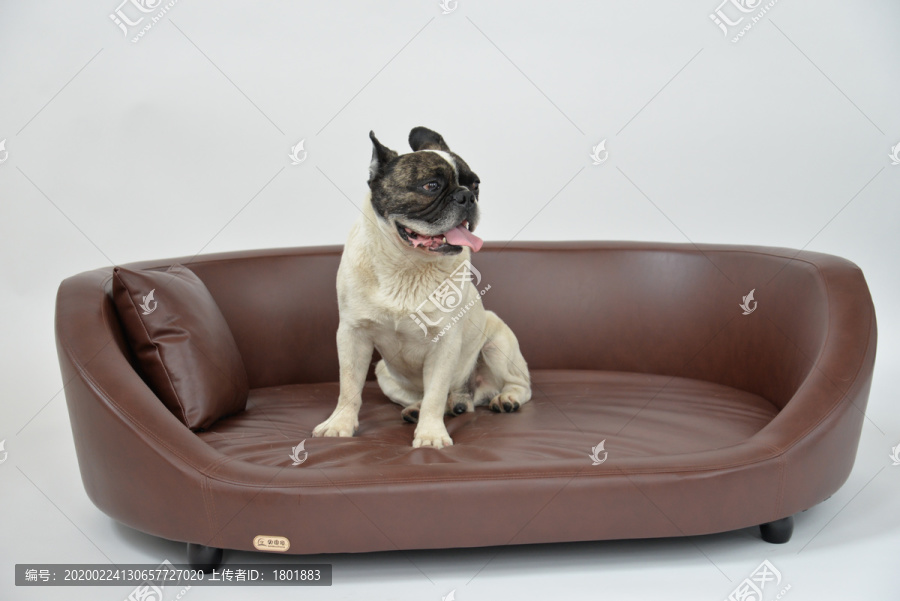 坐在皮质沙发上的宠物狗斗牛犬