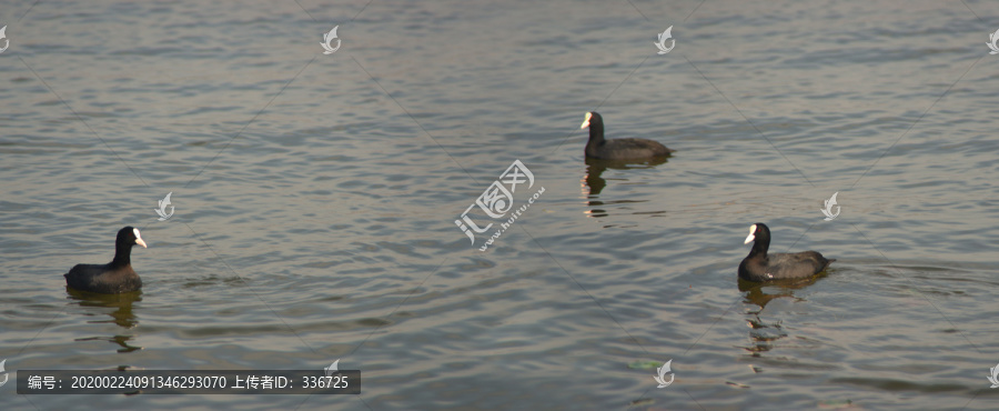 西昌邛海骨顶鸡