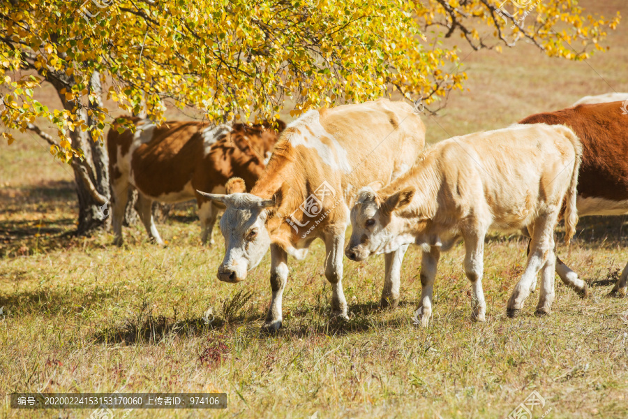 中国坝上草原牧场上吃草的牛
