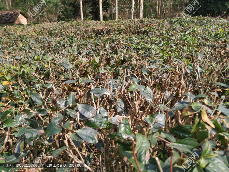 茶树