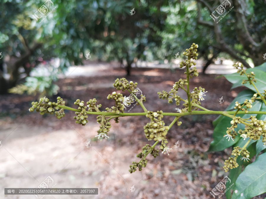 荔枝花蕾