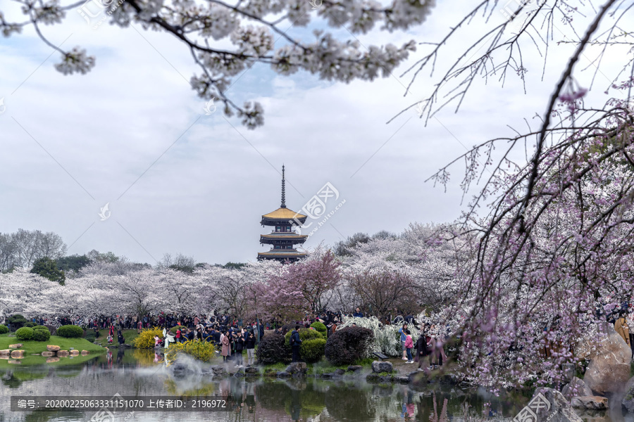 东湖樱花园