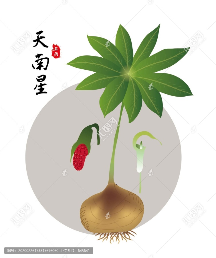 天南星