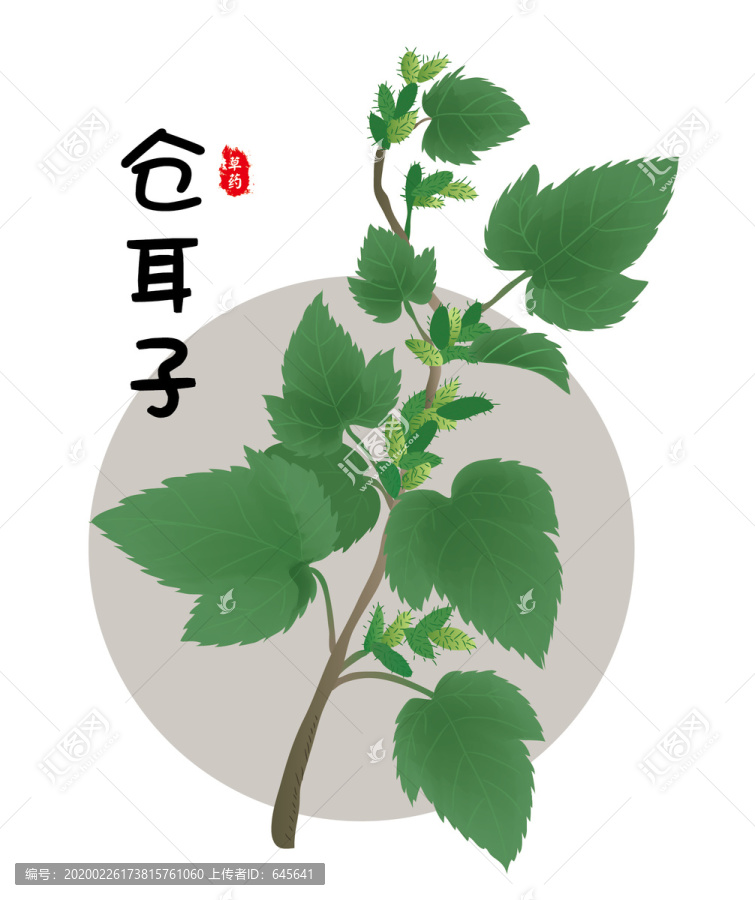 倉(cāng)耳子
