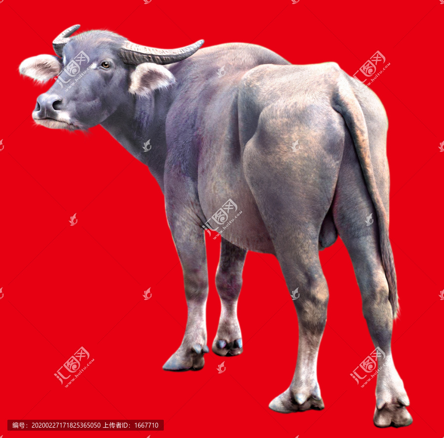 牛
