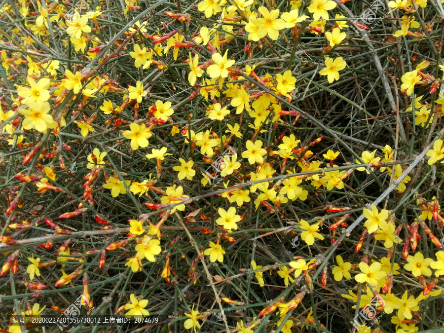 小黄花