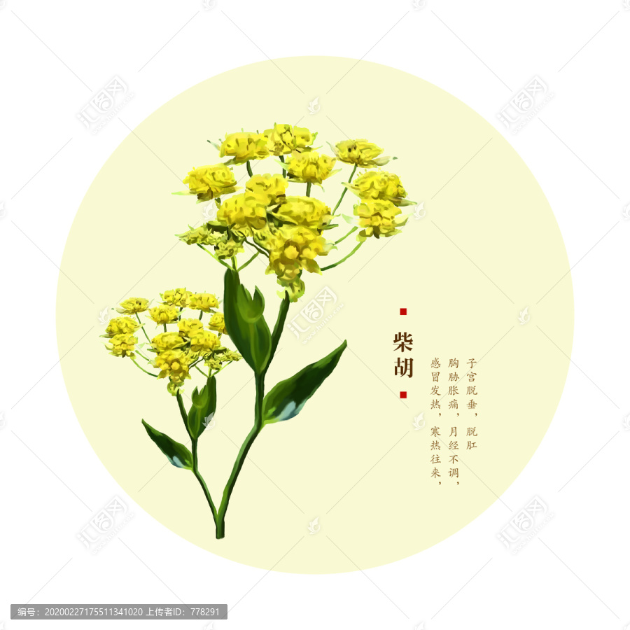 柴胡