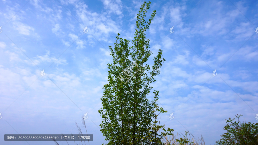 偏头山风光森林八