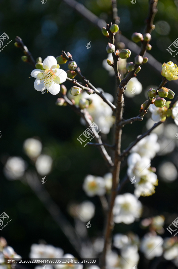 李子树开花