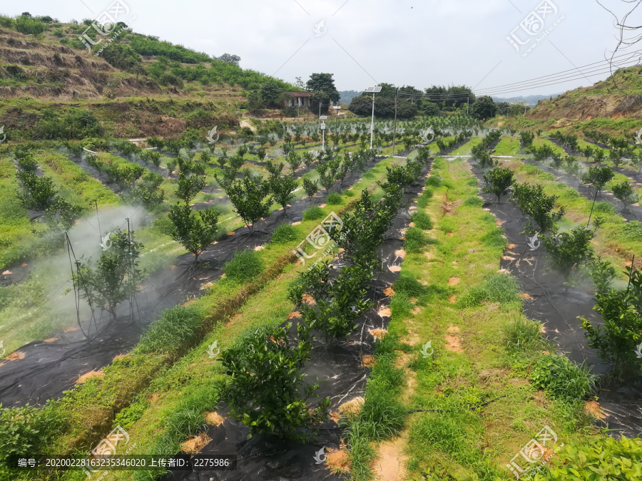 橘子田自动灌溉浇水系统