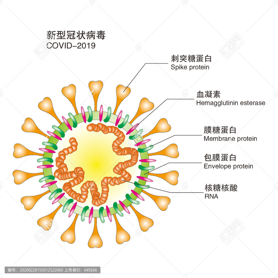 新型冠状病毒